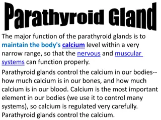 Parathyroid Glands and Calcium Regulation