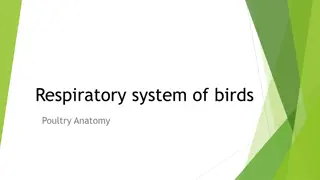 Anatomy of the Respiratory System in Birds: A Detailed Overview