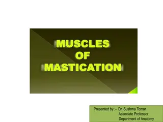 Overview of Muscles of Mastication in Anatomy