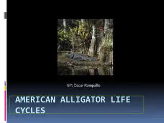 Life Cycle of American Alligators: A Visual Journey