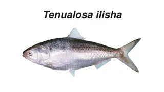 All You Need to Know About Hilsa Fish