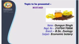 Comprehensive Overview of Mustard Plant Cultivation