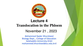 Understanding Translocation in the Phloem