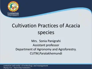 Cultivation Practices of Acacia auriculiformis by Mrs. Sonia Panigrahi