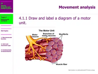 Motor Units and Neurotransmitters in Muscle Contraction