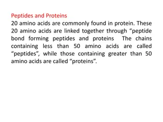 Peptide and Protein Chains Formation