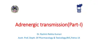 Adrenergic Transmission and Catecholamine Synthesis