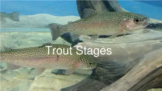 Trout Growth Stages: A Comprehensive Guide to Raising Healthy Trout