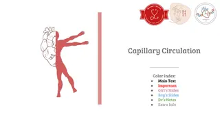 Capillary Circulation in the Vascular System