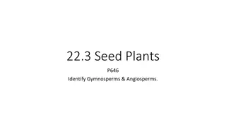 Understanding Seed Plants: Gymnosperms and Angiosperms