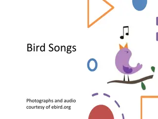 Beautiful Bird Songs Quiz with Stunning Images