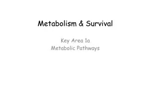 Metabolic Pathways in Organisms