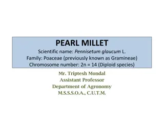 Pearl Millet - Overview, Economic Importance, and Cultivation