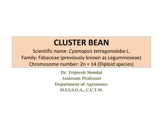 Overview of Cluster Bean (Cyamopsis tetragonoloba L.) - Uses, Distribution, and Classification