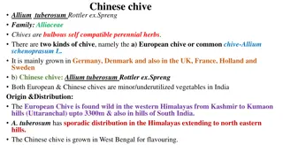 Comprehensive Guide to Chinese Chive (Allium Tuberosum): Botany, Cultivation, and Uses