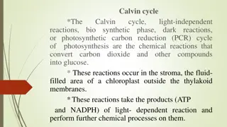 The Calvin Cycle in Photosynthesis