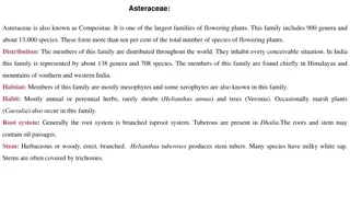 Overview of Asteraceae Family: Characteristics and Habitat