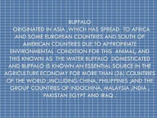 The Fascinating Buffalo: A Global Agricultural Icon