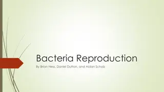 Insights into Bacteria Reproduction and Cell Division