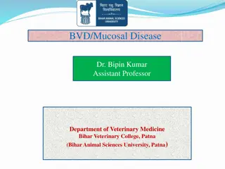 Bovine Virus Diarrhea and Mucosal Disease in Cattle