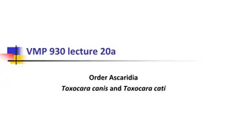 Ascarids: Toxocara Canis and Toxocara Cati