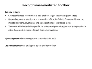 The Cre-Lox System for Genome Manipulation in Mice