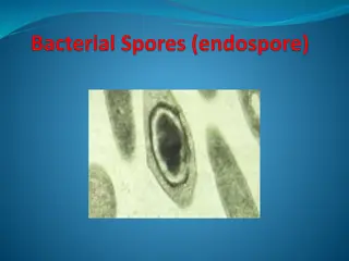 Bacterial Endospores and Sporulation Process