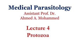 Life Cycle and Morphology of Blood and Tissue Flagellates in Parasitology