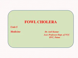 Fowl Cholera in Birds: Causes, Symptoms, and Management