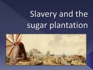 The Dark History of Sugar Plantations