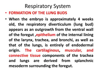 Development of the Respiratory System in Human Embryos