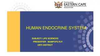 Overview of Human Endocrine System in Life Sciences Presentation