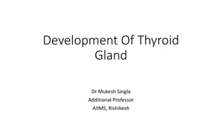 Development of Thyroid Gland in Embryonic Stage