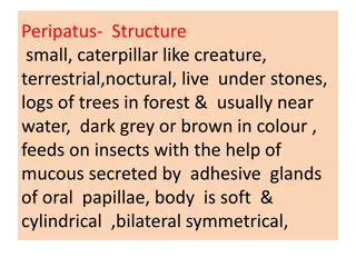 Anatomy and Characteristics of Peripatus