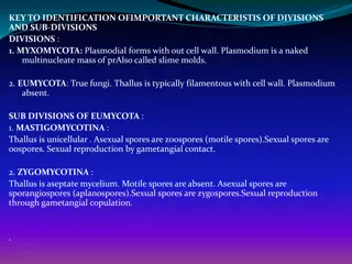 Key Characteristics of Fungal Divisions and Sub-Divisions