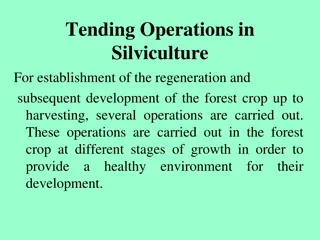 Tending Operations in Silviculture: A Comprehensive Guide