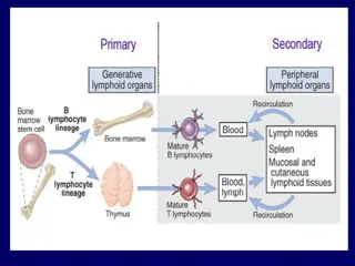 Immune Response Regulation and Autoimmunity Overview