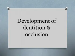 The Development of Dentition and Occlusion