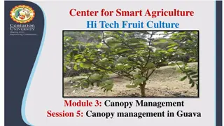 Enhancing Guava Production Through Canopy Management in High Density Planting Systems