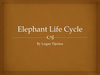 The Fascinating Elephant Life Cycle Explained