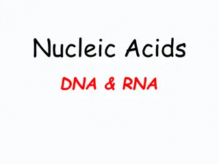 Exploring Nucleic Acids: DNA and RNA Structure and Function