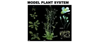 Plant Developmental Biology and Model Systems