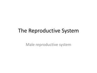 The Male Reproductive System