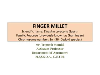 Comprehensive Overview of Finger Millet (Eleusine coracana Gaertn): Uses, Importance, and Distribution