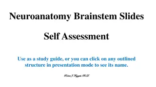 Neuroanatomy Brainstem Slides Self-Assessment Study Guide