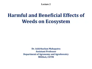 Impact of Weeds on Agriculture: Harmful Effects and Consequences