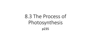 Photosynthesis and Its Processes