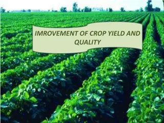 Enhancing Crop Yield and Quality Through Genetic Manipulation