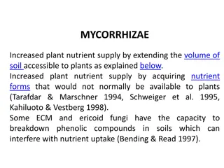 Benefits of Mycorrhizae in Plant Nutrition and Ecosystem Health