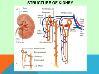 Nephritis: Causes, Symptoms, and Subtypes